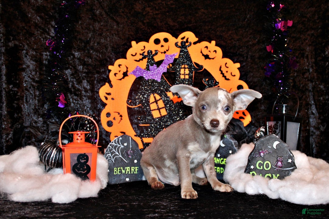 Chihuahua dogs for sale: Finnick - Ad 3