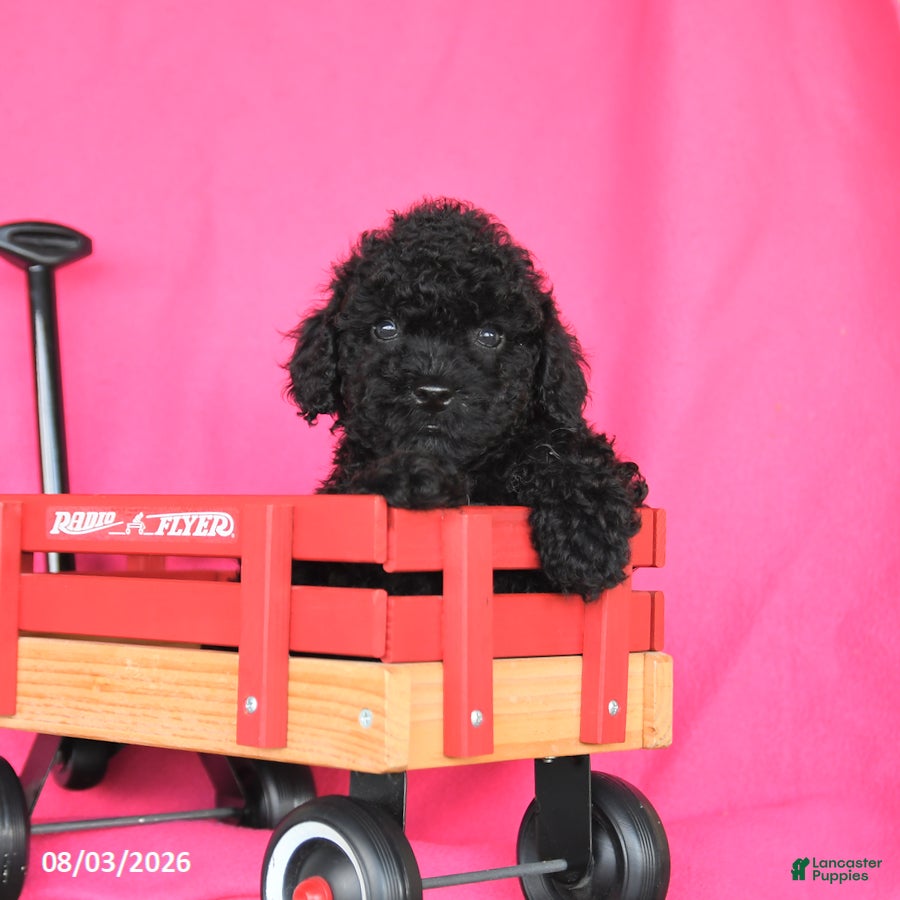 Miniature Poodle dogs Kane - Ad 2