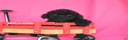 Miniature Poodle dogs for sale: Kane - Ad 2