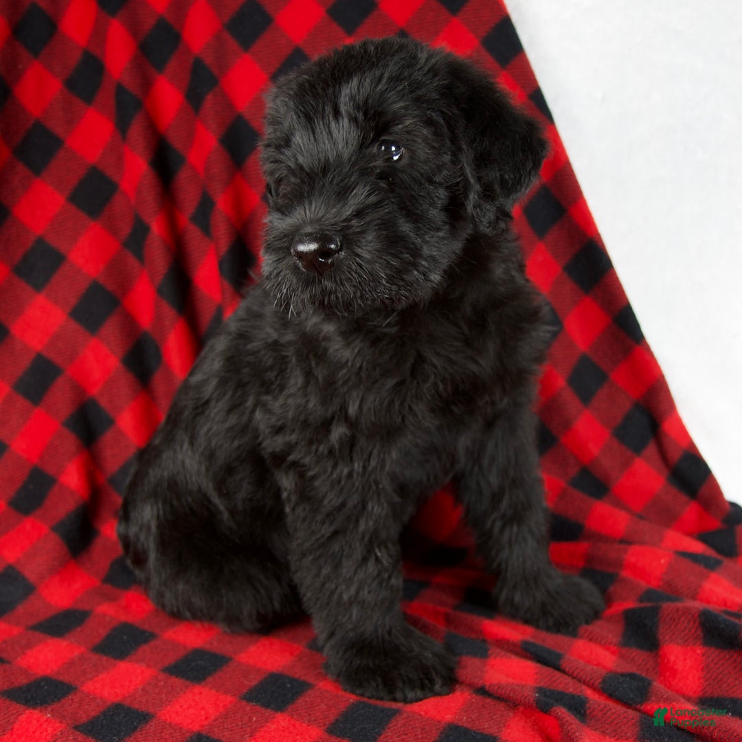 Giant Schnauzer dogs for sale: Alex - Ad 5