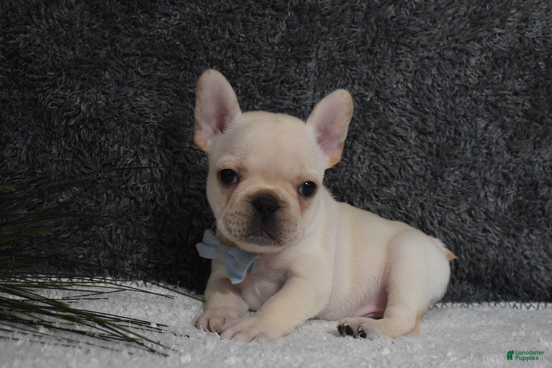 French Bulldog dogs for sale: Wyatt  - Ad 3