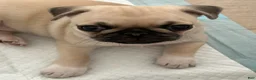 Pug dogs for sale: Goldie - Ad 1