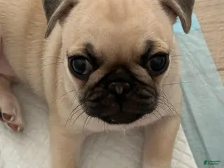 Pug dogs Goldie - Ad 42