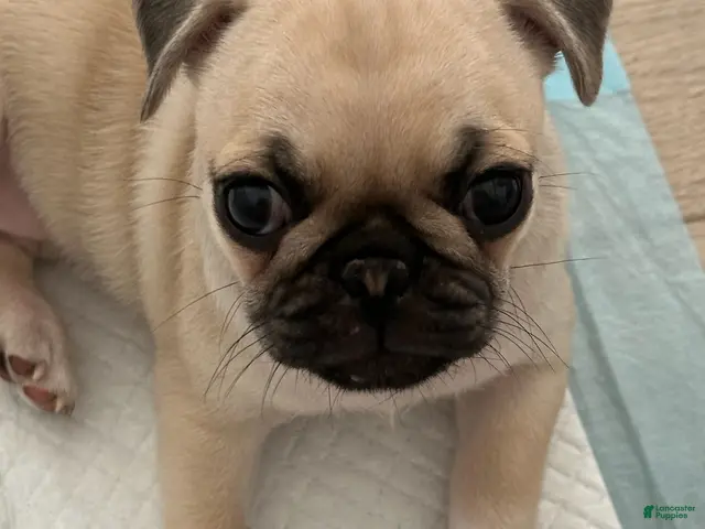 Pug dogs for sale: Goldie - Ad 30