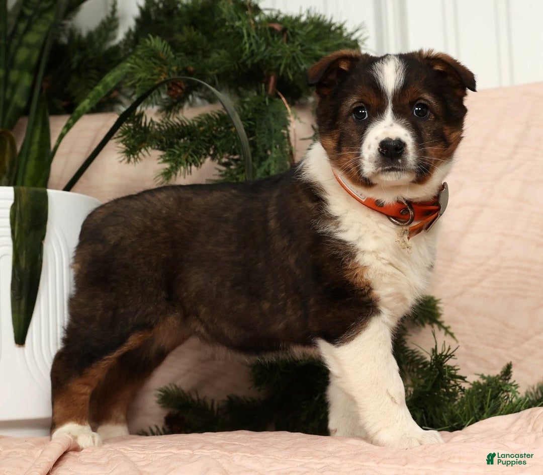 Australian Shepherd dogs for sale: Luna - Ad 3