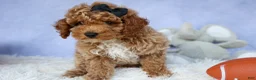 Miniature Poodle dogs for sale: WADE - Ad 17