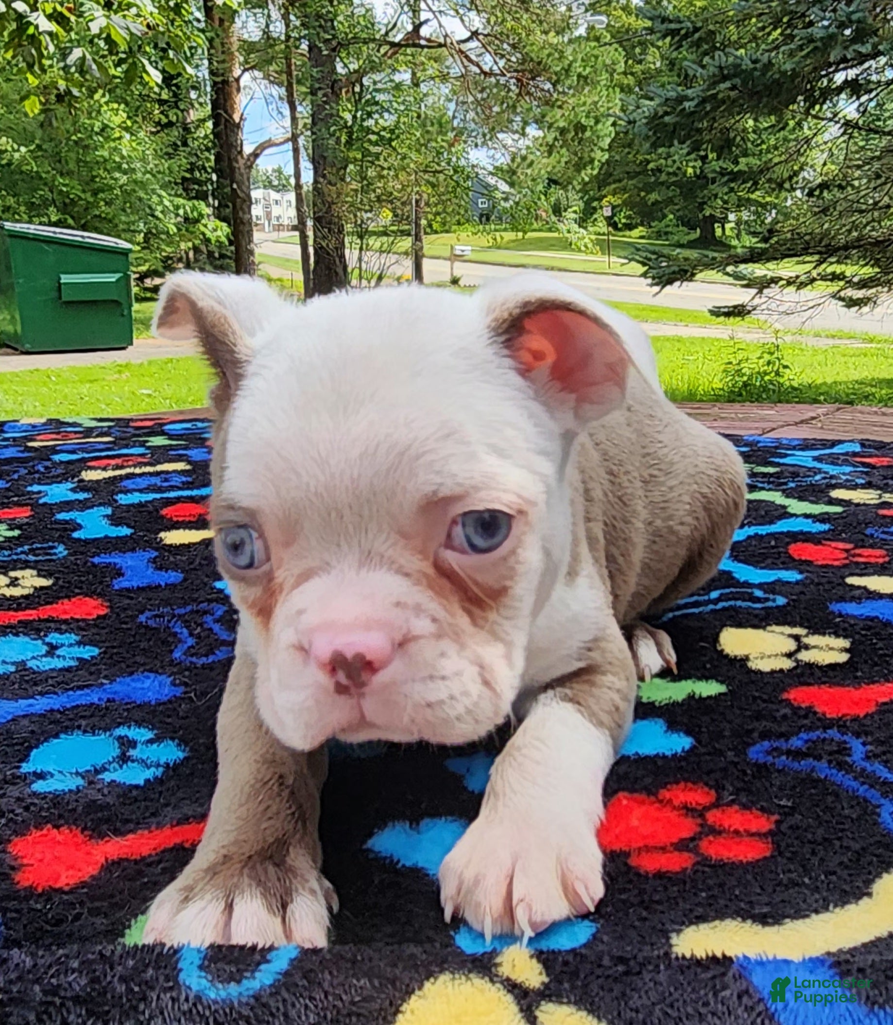 Boston Terrier dogs Taurus (male 1) - Ad 1
