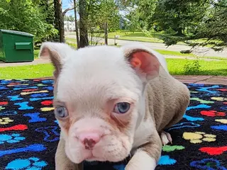 Boston Terrier dogs Taurus (male 1) - Ad 1