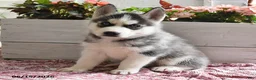 Siberian Husky dogs for sale: Snickers - Ad 4