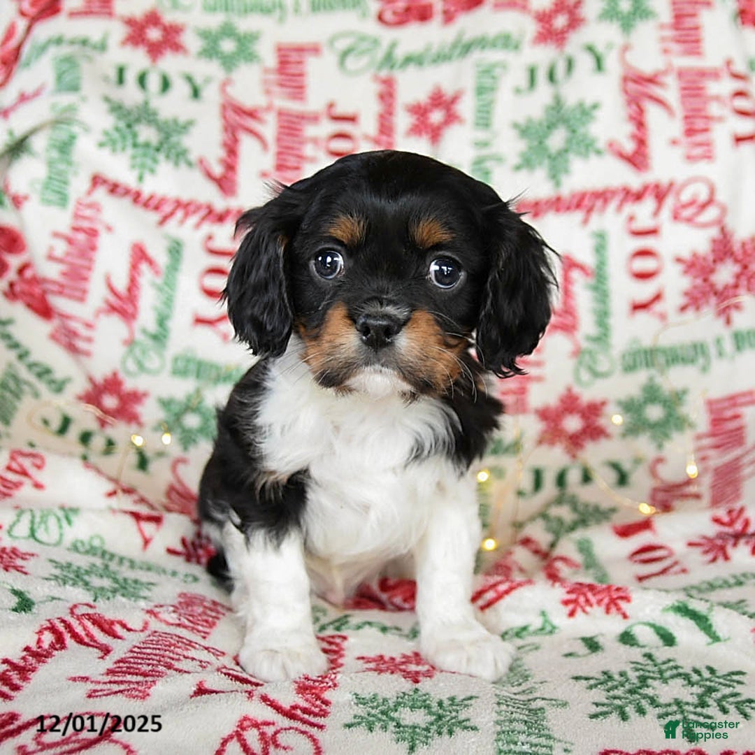 Cavalier King Charles Spaniel dogs for sale: Buddy - Ad 2