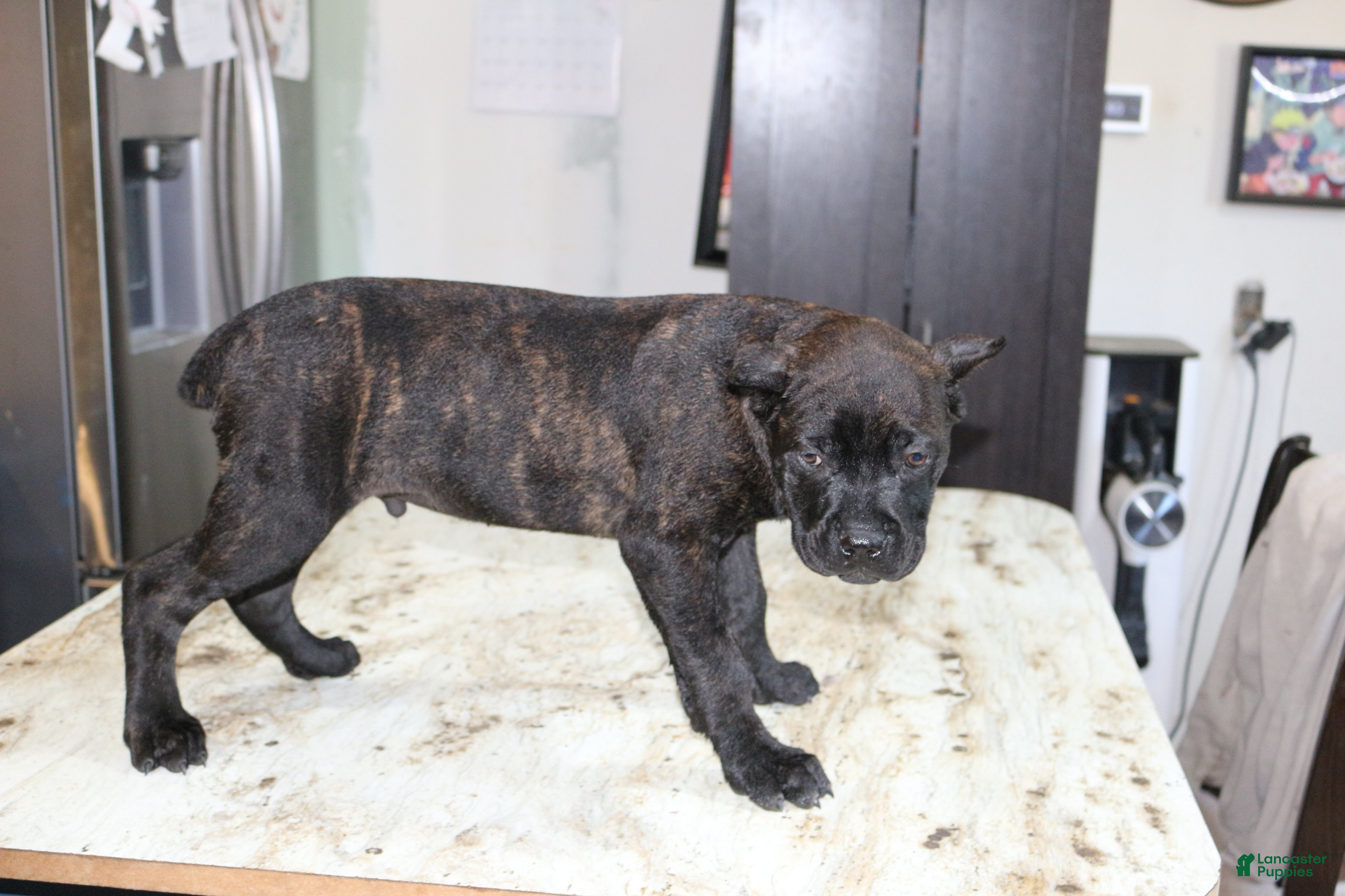 Cane Corso dogs Orange - Ad 39