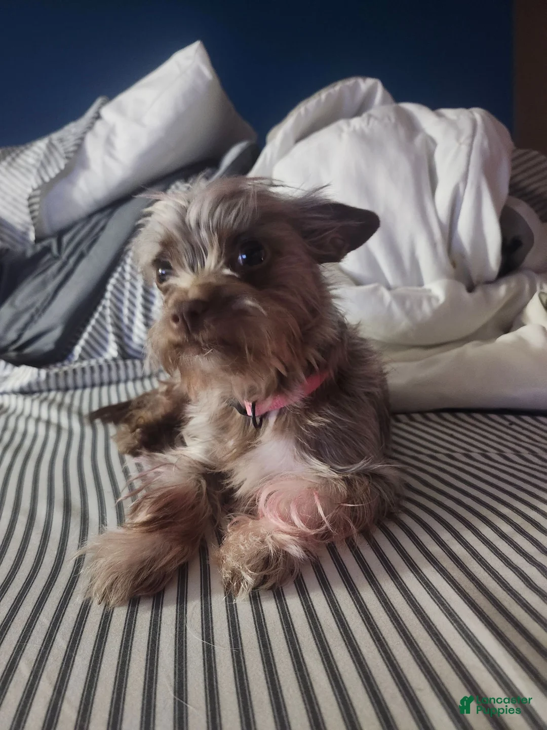 Chorkie dogs for sale: Scooter - Ad 2