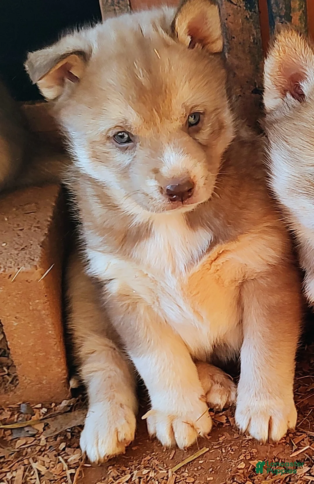 Siberian Husky dogs for sale: Siberian Husky Puppy 3 - Ad 1