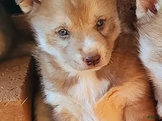 Siberian Husky dogs Siberian Husky Puppy 3 - Ad 35