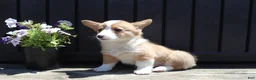 Welsh Corgi Pembroke dogs for sale: Sutton - Ad 3