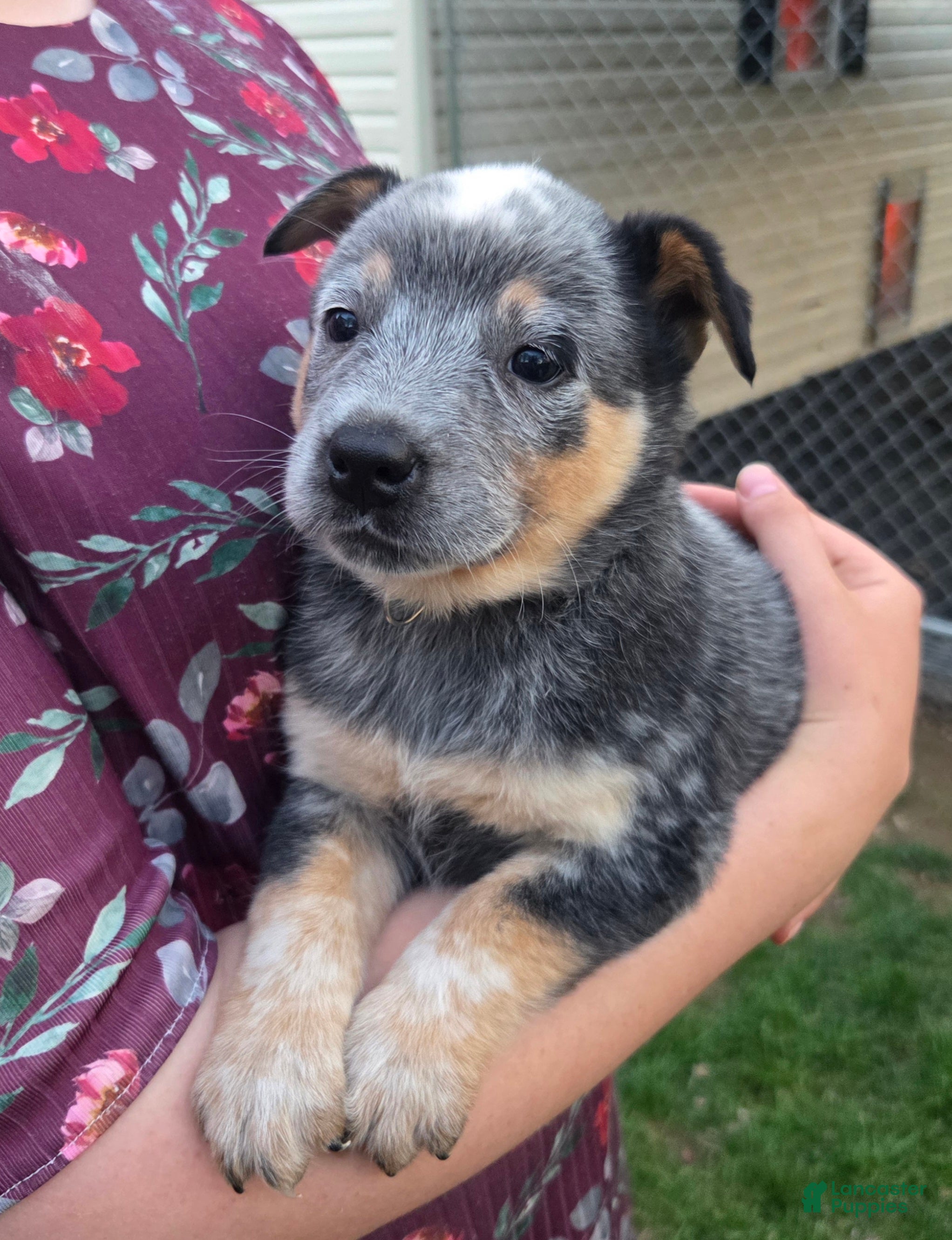 Australian Cattle Dog dogs Jasper - Ad 2