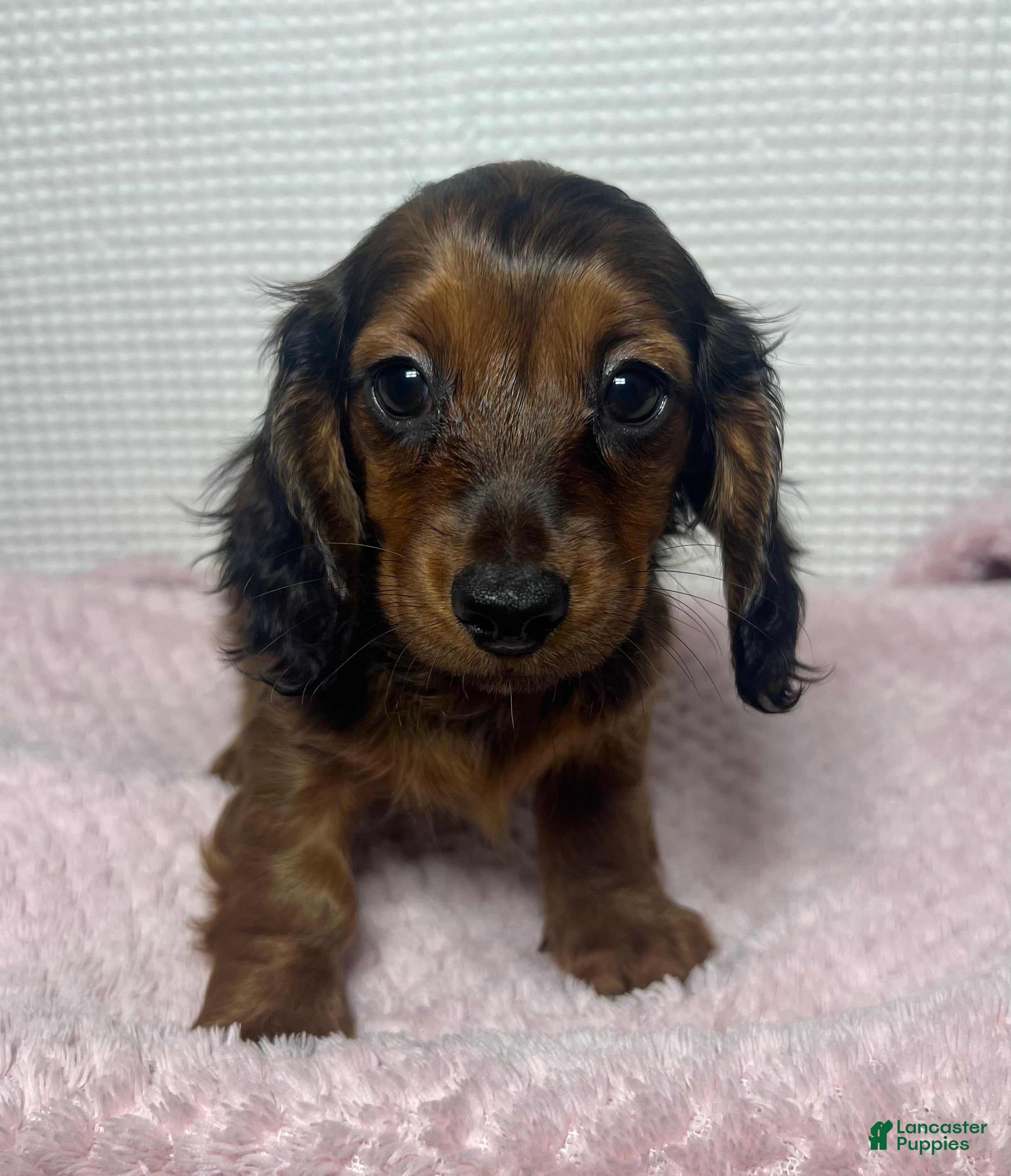 Miniature Dachshund dogs Tessa  - Ad 1