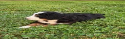 Bernedoodle dogs for sale: Ellie - Ad 9