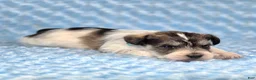 Miniature Schnauzer dogs for sale: Patch - Ad 3