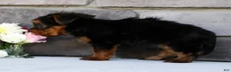 Morkie dogs for sale: Otis - Ad 8