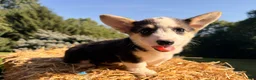 Welsh Corgi Pembroke dogs for sale: Kelsy - Ad 1