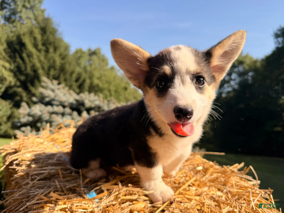 Welsh Corgi Pembroke dogs for sale: Kelsy - Ad 1