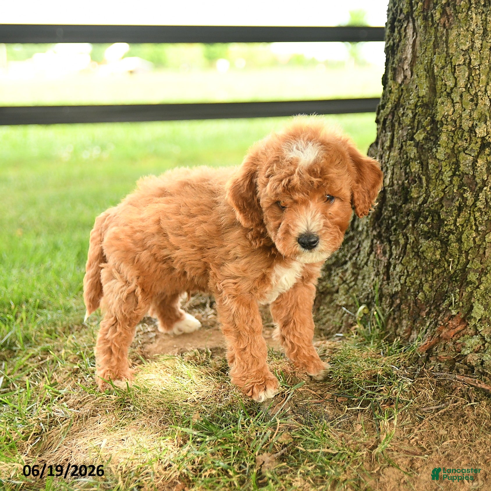 Mini Goldendoodle dogs Flynn - Ad 1