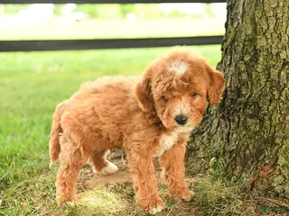 Mini Goldendoodle dogs for sale: Flynn - Ad 3