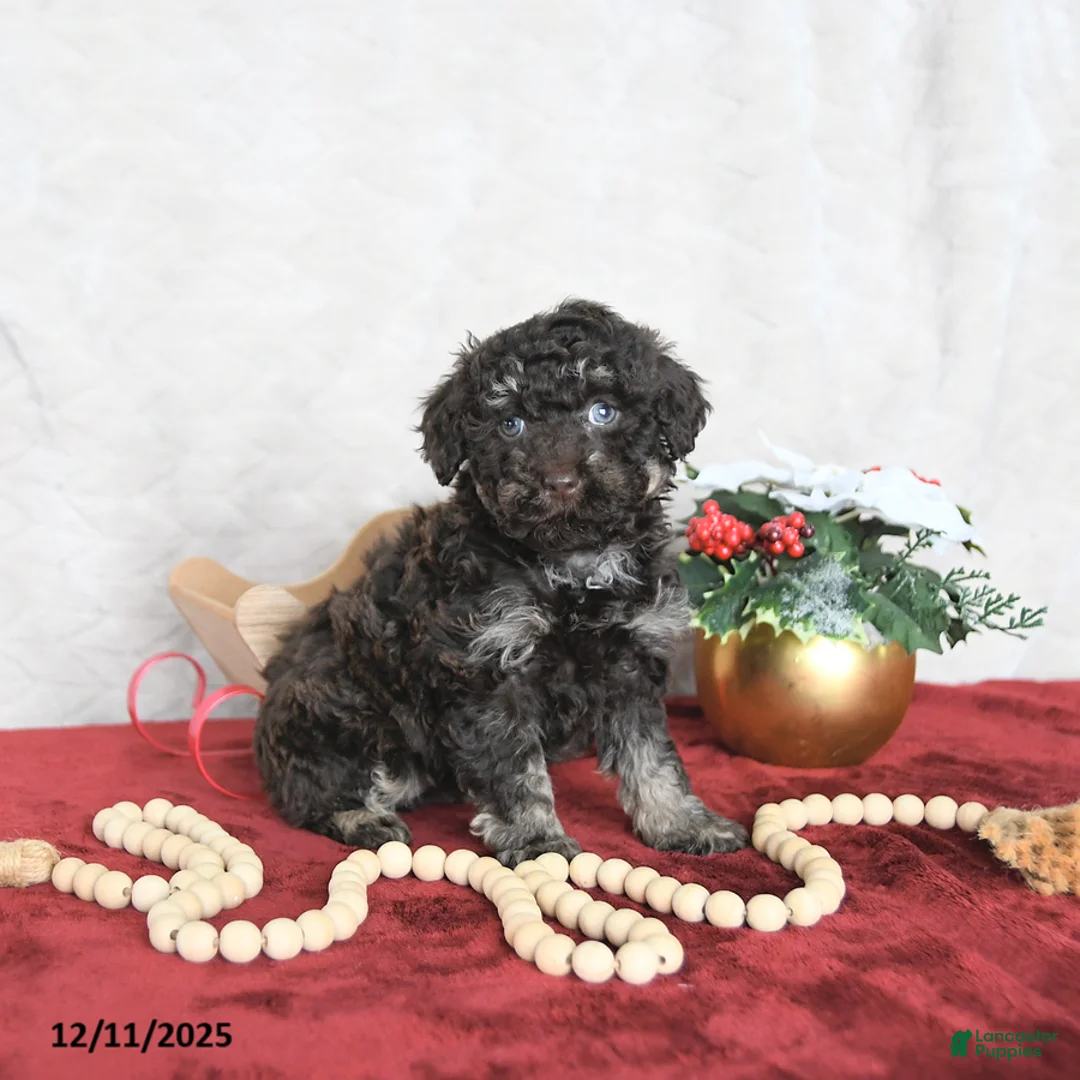 Miniature Poodle dogs for sale: Cocoa EXTRA SMALL - Ad 7