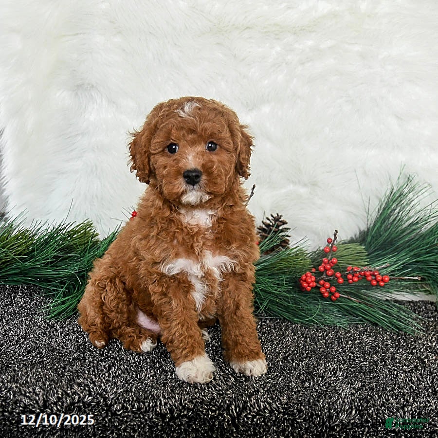 Toy Poodle dogs Rudolph - Ad 18