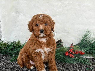 Toy Poodle dogs Rudolph - Ad 3