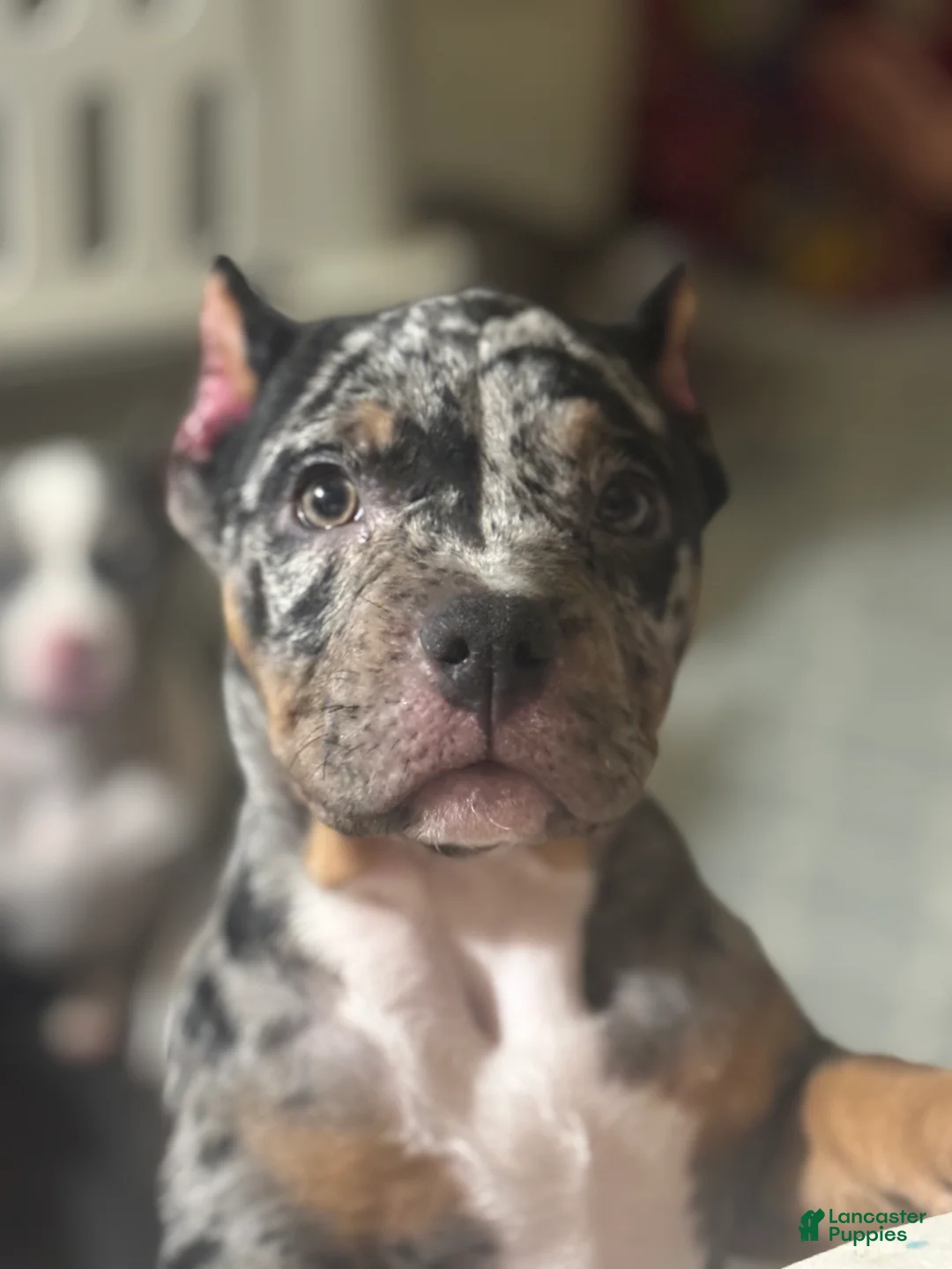 American Bully dogs for sale: American Bully Puppy 5 - Ad 1