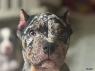 American Bully dogs for sale: American Bully Puppy 5 - Ad 4