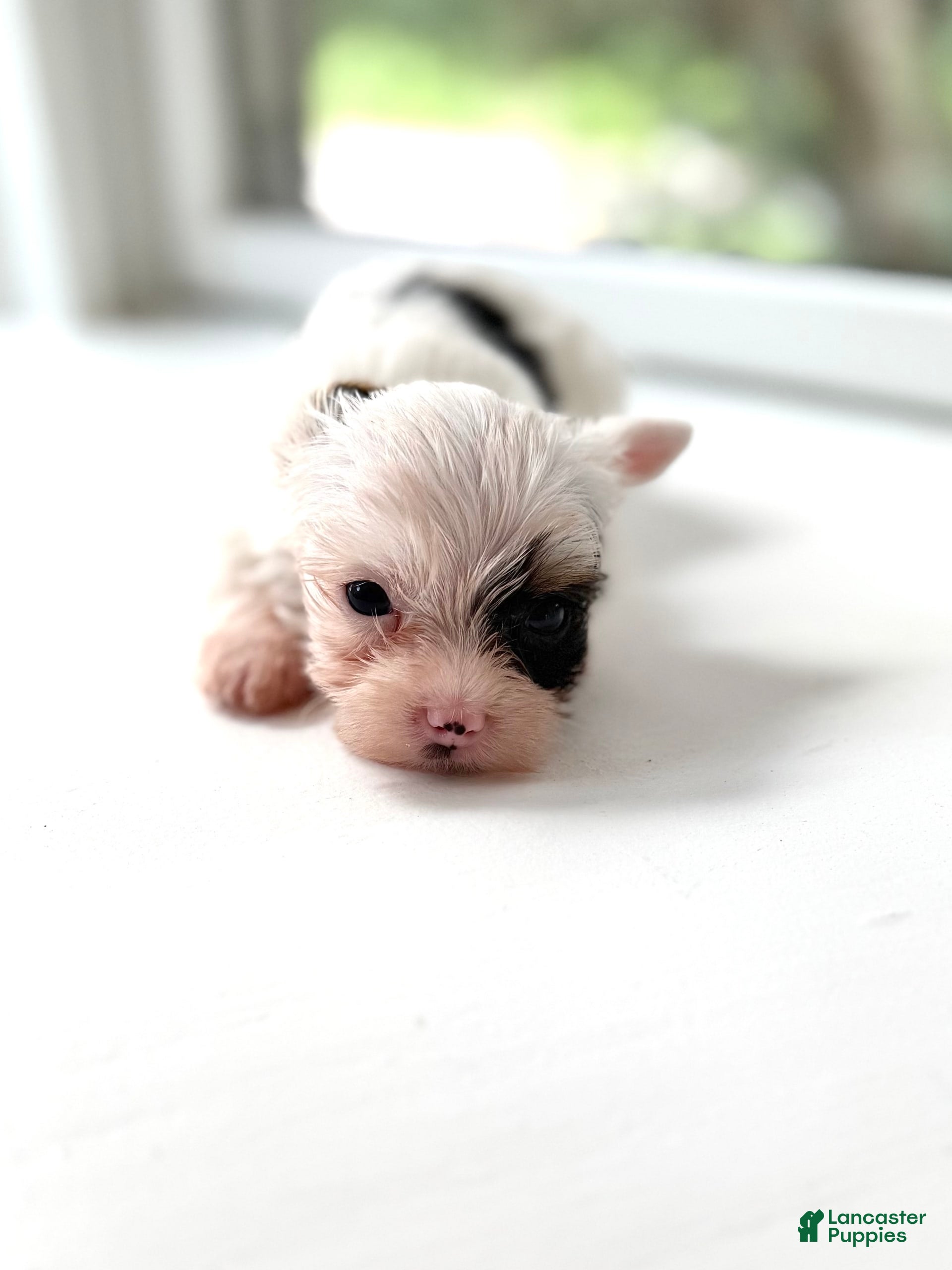 Fluffy White Yorkie Puppies For Sale Yorkshire Terrier Pearl White
