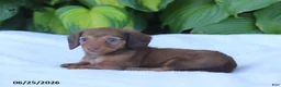 Miniature Dachshund dogs for sale: Tessa - Ad 4