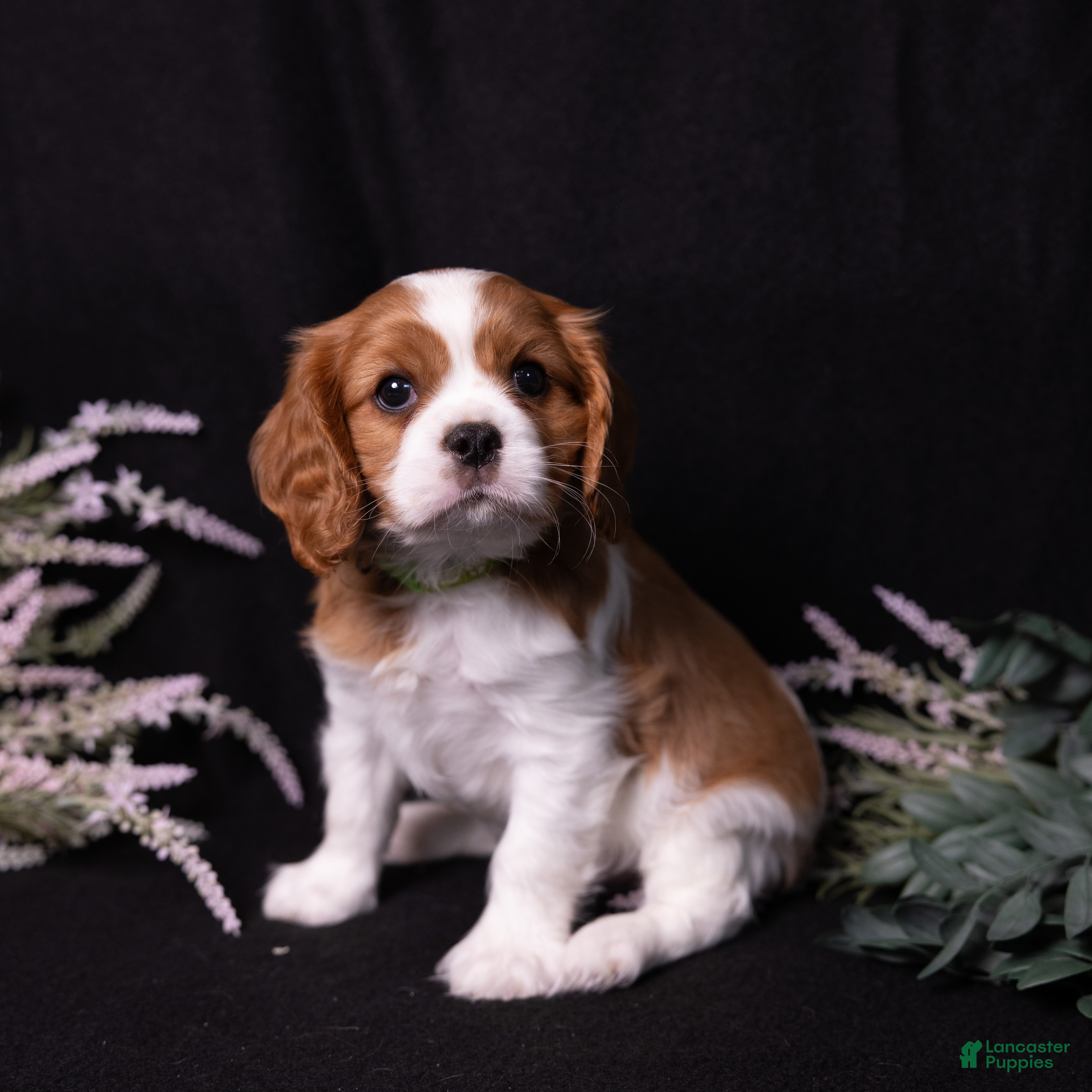 Cavalier King Charles Spaniel dogs George - Ad 2