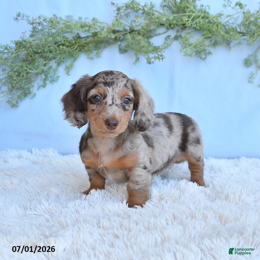Miniature Dachshund dogs Rosie - Ad 1