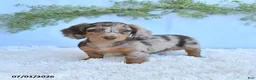 Miniature Dachshund dogs for sale: Rosie - Ad 1