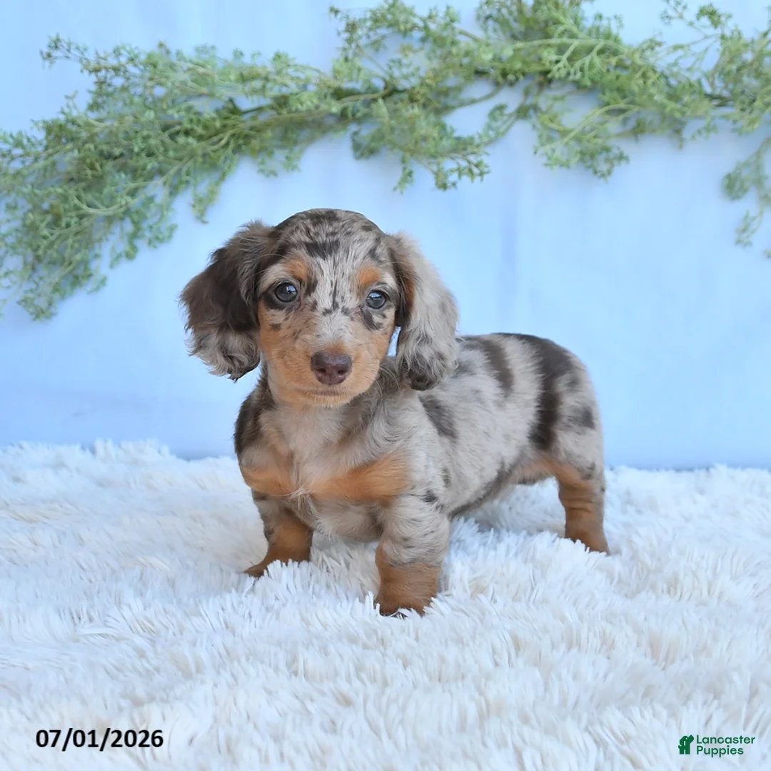 Miniature Dachshund dogs for sale: Rosie - Ad 1