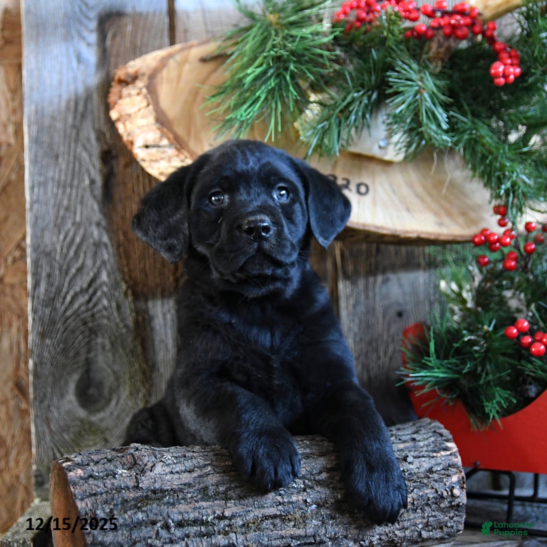 Labrador Retriever dogs for sale: Royal - Ad 2