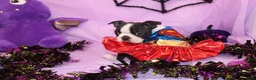 Boston Terrier dogs for sale: Kiki the Little Firecracker - Ad 5