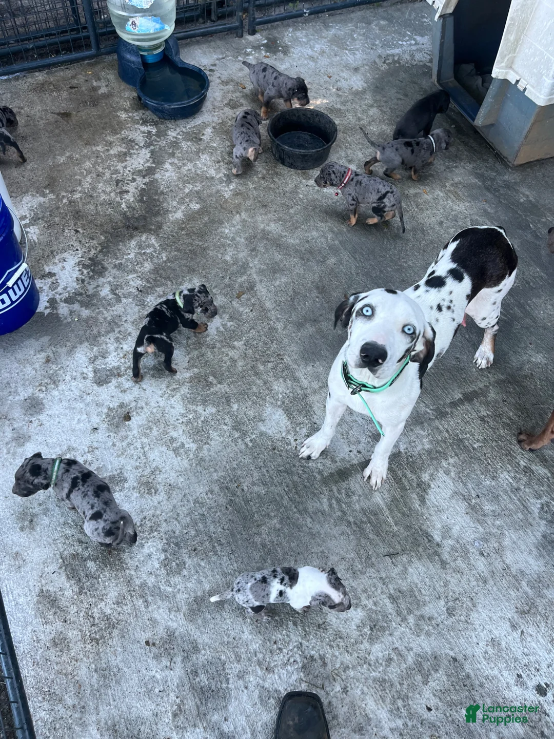 Catahoula Leopard Dog dogs for sale: Catahoula Leopard Dog Puppy 3 - Ad 2