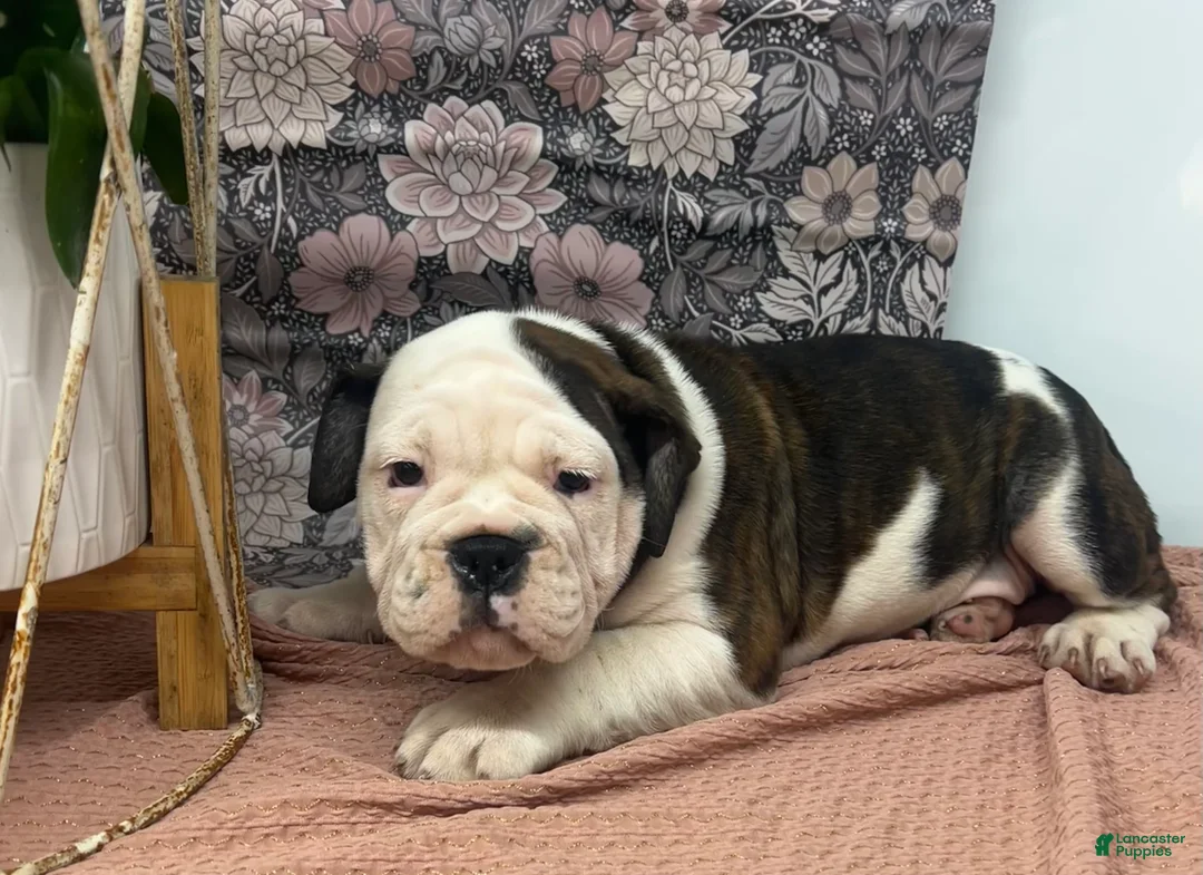 English Bulldog dogs for sale: Lisa - Ad 4