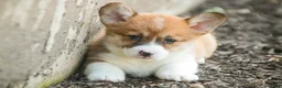 Welsh Corgi Pembroke dogs for sale: Lucky Charm Welsh Corgi Pembroke  - Ad 5