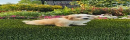 Havapoo dogs for sale: Ace - Ad 8