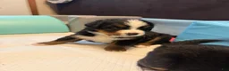 Bernese Mountain Dog dogs for sale: Dory - Ad 2