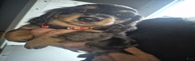 Silver dapple boy long haired 