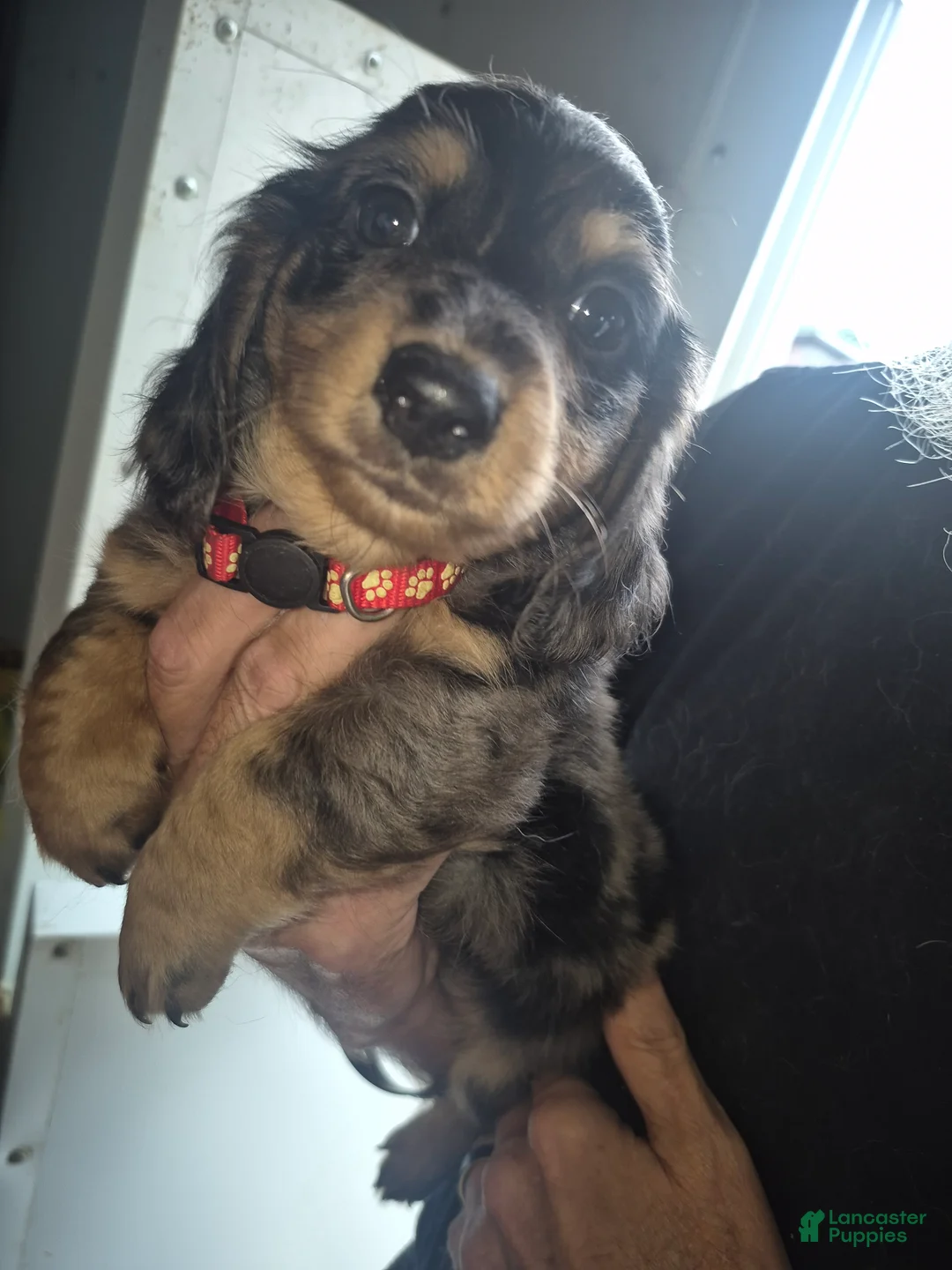 Miniature Dachshund dogs for sale: Silver dapple boy long haired  - Ad 1
