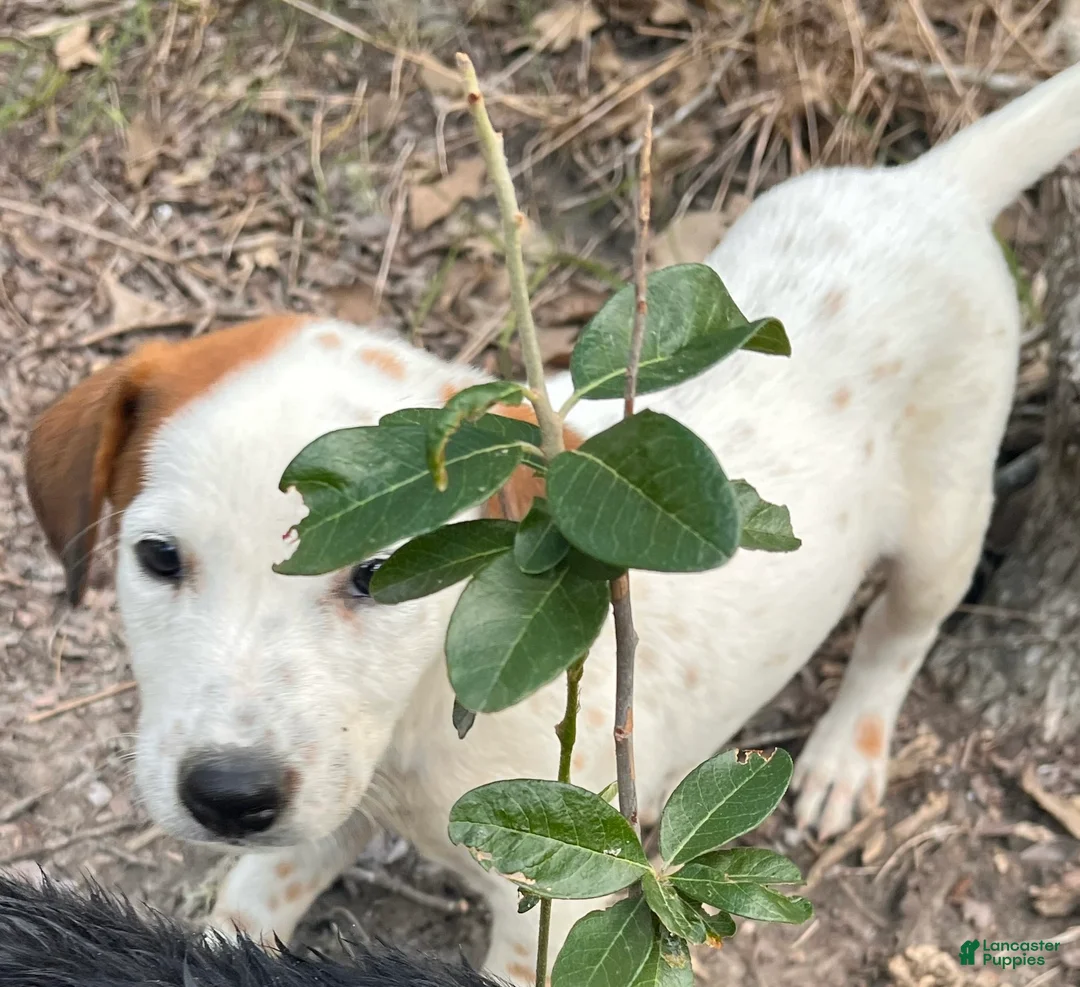 Mixed Breed dogs for sale: Wilma- Doberdoodle  - Ad 1