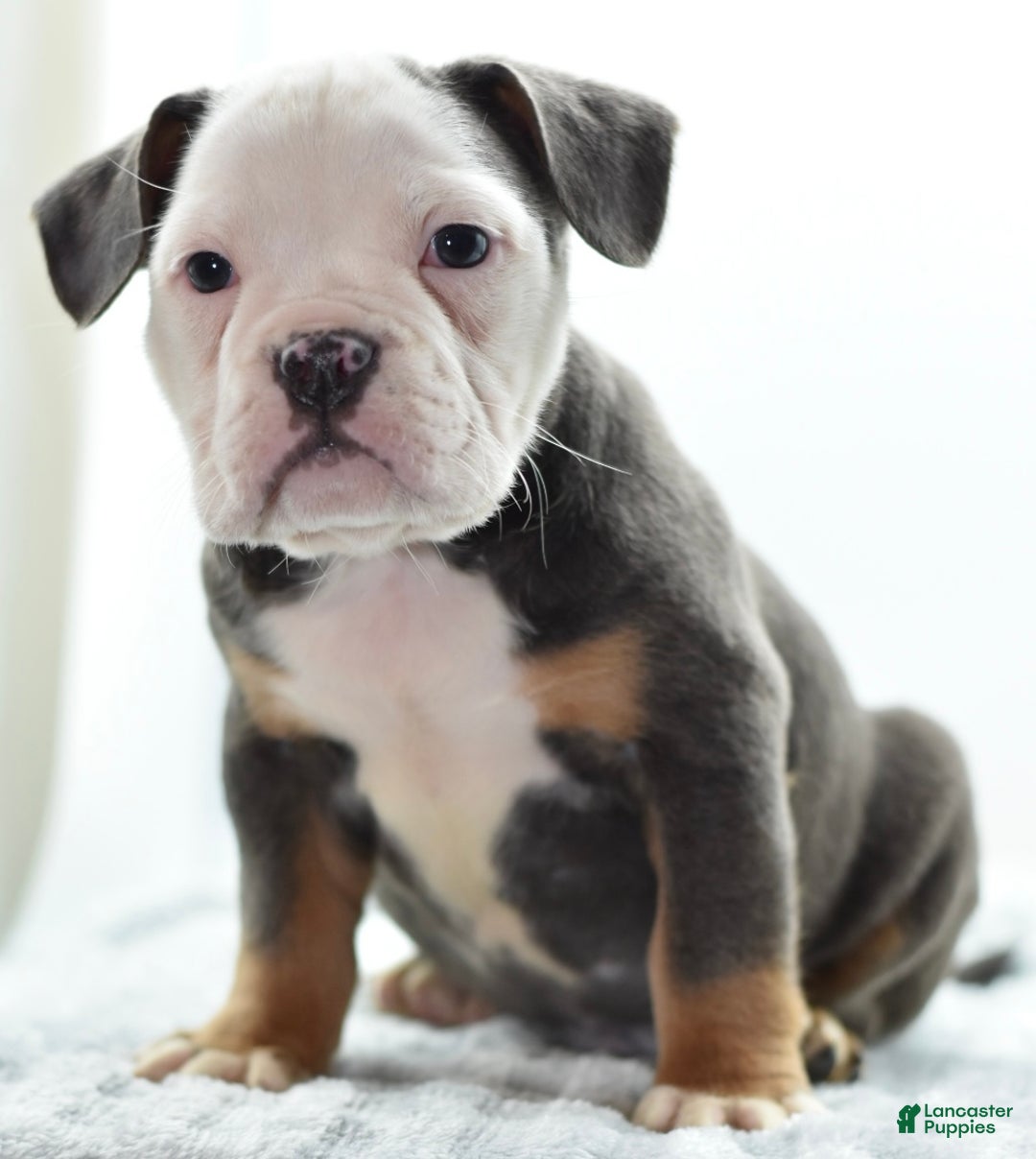 Mixed Breed dogs for sale: Macho blue mini  - Ad 9